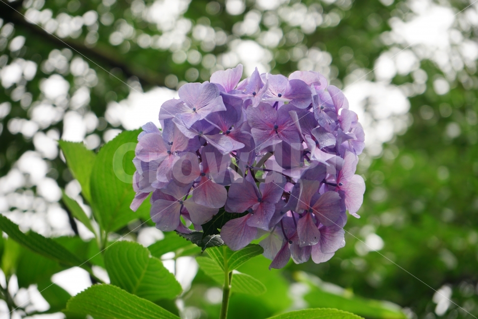 보라색,수국,꽃,만개,활짝,함박,플라워,flower,태종사,피어있는,꽃으로,꽃말,한없이,활짝핀,여행,부산,태종대,수국축제,축제,여름,8월,9월,퍼플,자연,식물,자연,plants,nature,꽃,flower