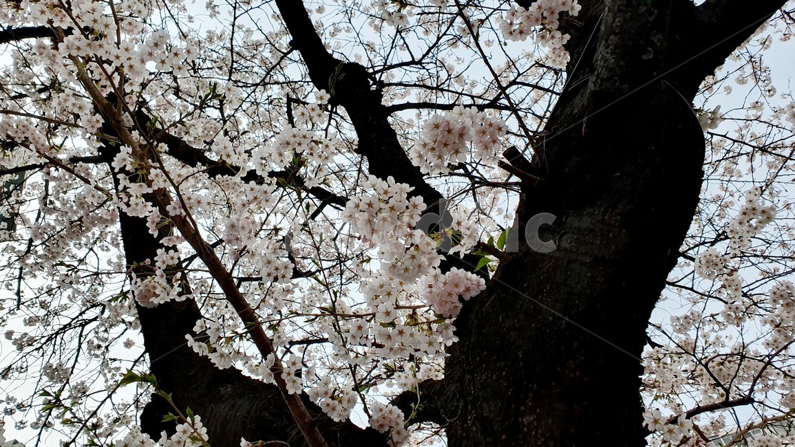 봄,벚꽃,꽃나무,spring,cherryblossom,꽃송이,봄기운