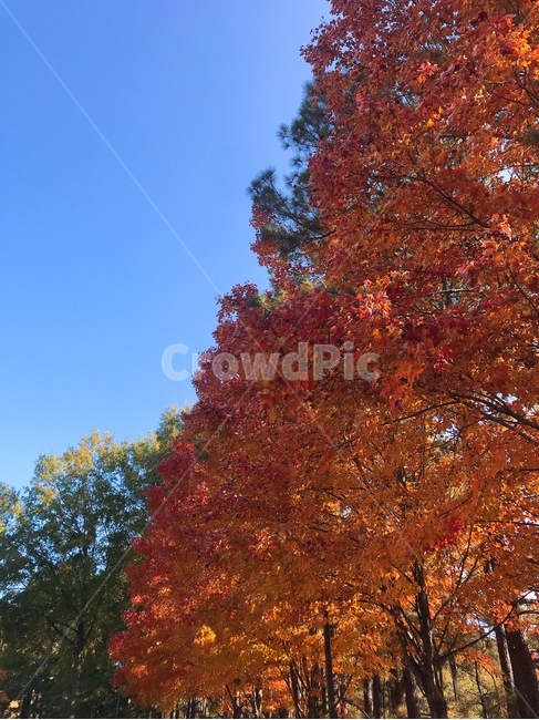 단풍,울긋불긋,가을,단풍나무,파란하늘,자연,숲,가을,계절,fall,autumn,season,자연,풍경,nature,landscape,tree,나무,plant,식물,maple,leaf,잎