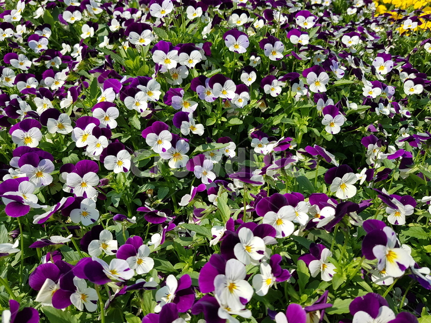 꽃,식물,봄,flower,꽃밭