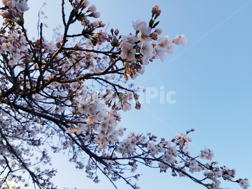 봄,나무,하늘,꽃,살랑살랑,파랑,벗꽃,잔디,햇빛,꽃몽우리
