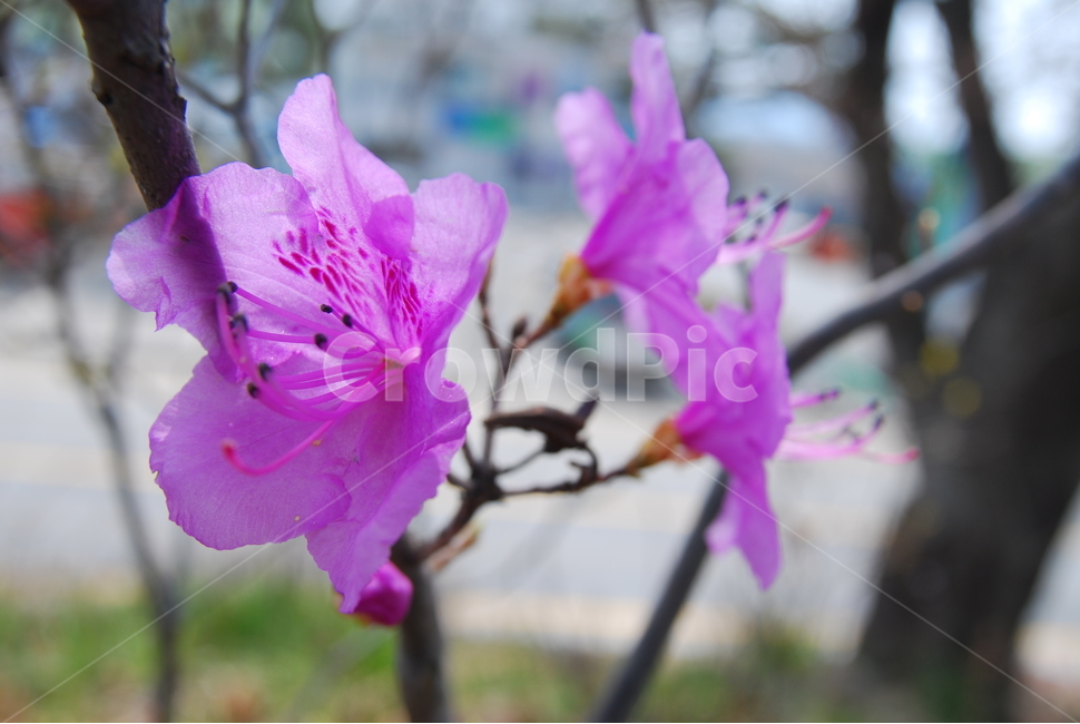 진달래,강화도축제,진달래축제,봄,4월,식물,자연,plants,nature,꽃,flower