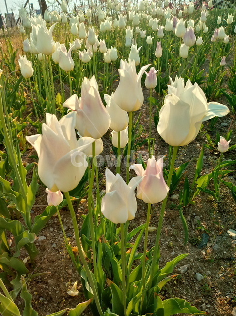 tulip,백합과,구근초,여러해살이화초,꽃,튤립,봄,식물,자연,springseasonflower,식물,자연,plants,nature,꽃,flower