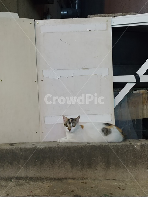 고양이,길고양이,cat,동물,animal,야생동물,길거리,야간,유기묘,길,밤,어둠,동네,산책,정겨움