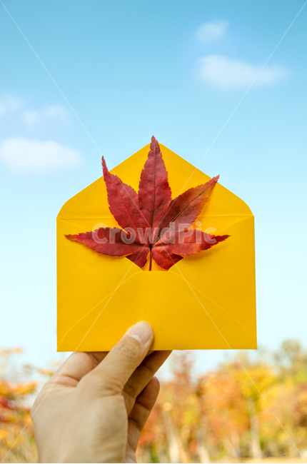편지,단풍,가을,손,봉투,설레임,낙엽,소식,하늘,구름,숲,나무,식물,아름다운,시즌,우편,자연,잎,메시지,인사말,초대,배경,카드,종이,컨셉,계절,백그라운드,가을,계절,fall,autumn,season
