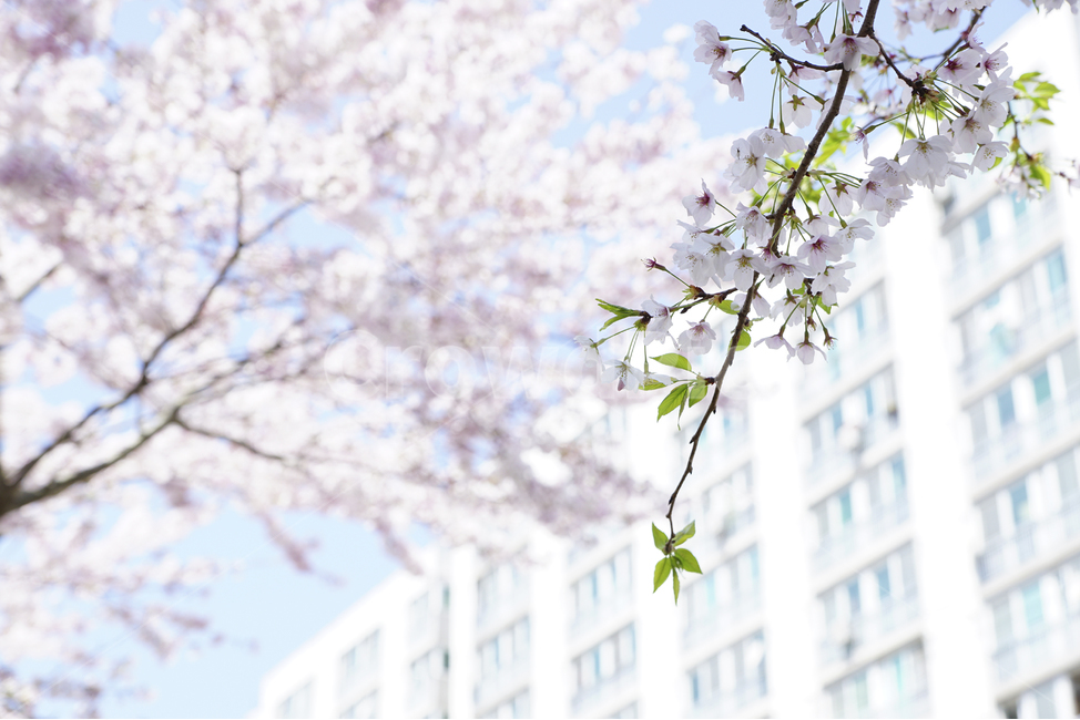 봄,벚꽃,풍경사진,파란하늘,꽃,감성사진,Landscape,flower,spring,cherryblossoms,bluesky,pink,white,tree,봄,계절,spring,season,식물,자연,plants,nature,꽃,flower,plant,blossom