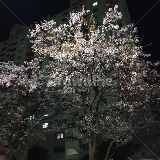 벚꽃,밤벚꽃,꽃,아파트벚꽃,만개전벚꽃,만개전