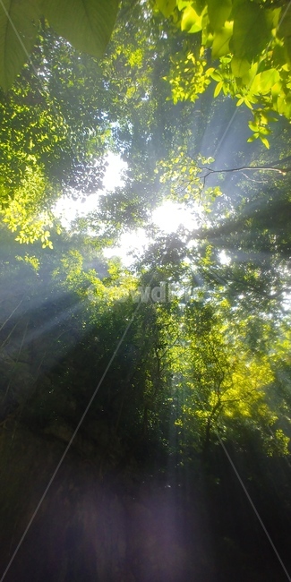 햇빛,숲,플레어,sunlight,나뭇잎,light,빛,자연,풍경,nature,landscape,flare