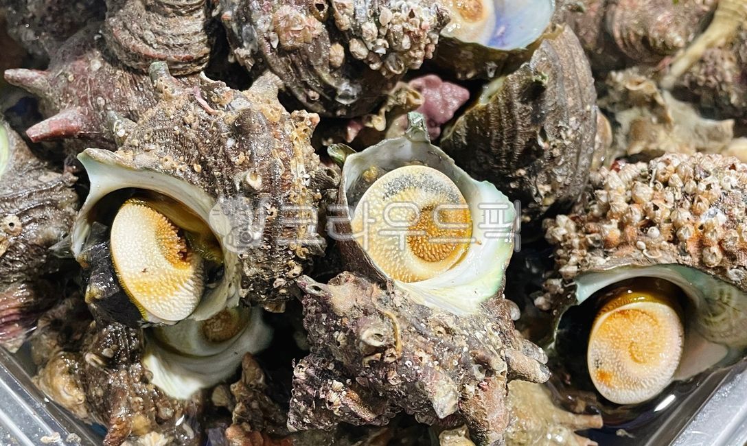 conch, seafood, ingredients, invertebrate, horn conch - Authentic ...