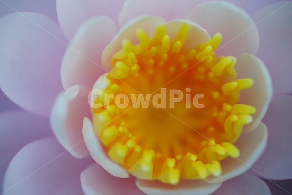 연꽃,여름꽃,불교,하얀연꽃,연못,식물,자연,plants,nature,꽃,flower