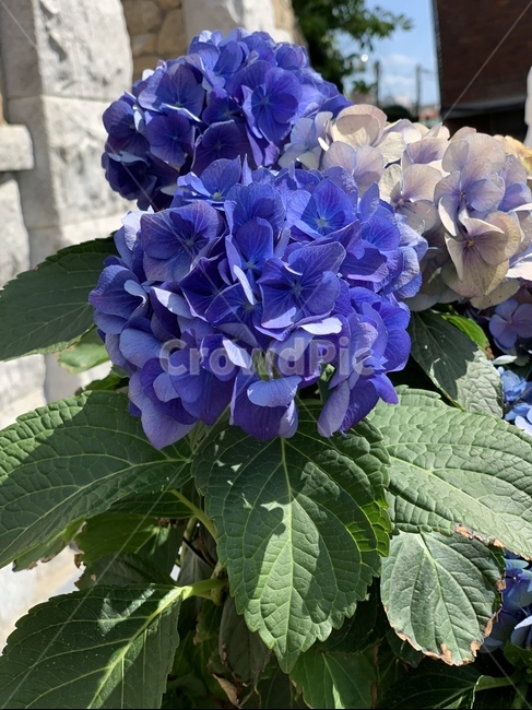 꽃,flower,자연,예쁜꽃,spring,봄,season