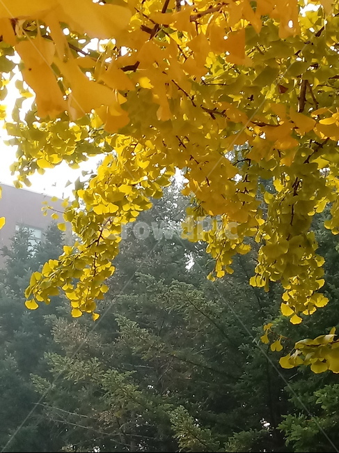 가을,단풍,낙엽,maple,plant,식물,단풍나무,단풍잎,leaf,잎,tree,나무,계절,fallautumnseason,가을단풍,자연,풍경,경치,가을,계절,fall,autumn,season,식물,자연,plants,nature,나무,trees,wood