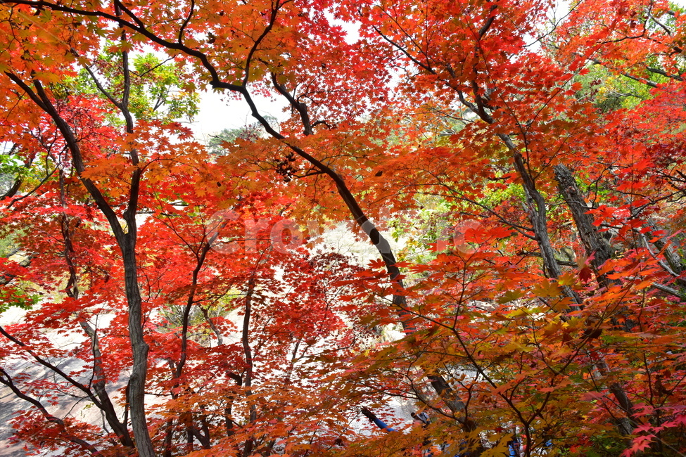 가을,단풍,자연,풍경,북한산,잎,단풍잎,붉은,나무,계절,계곡,숲,힐링,plant,fall,autumn,season,forestnature,landscape,한국자연풍경,한국자연경관,korea,tree,maple,leaf,가을,계절,fall,autumn,season,자연,풍경,nature,landscape,식물,plants,나무,trees,wood