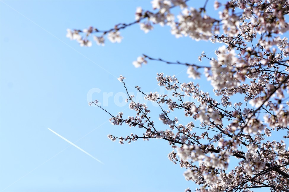 봄,벚꽃,자연,식물,나무,아름다움,봄날,따뜻함,풍경,하늘,비행기,sky,spring,nature,season,beauty,flower,tree,봄,계절,spring,season,자연,풍경,nature,landscape,plant,꽃,blossom