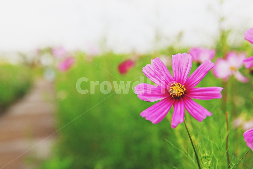 코스모스,꽃,꽃잎,들꽃,식물,가을꽃,가을,공원,자연,식물,자연,plants,nature,꽃,flower