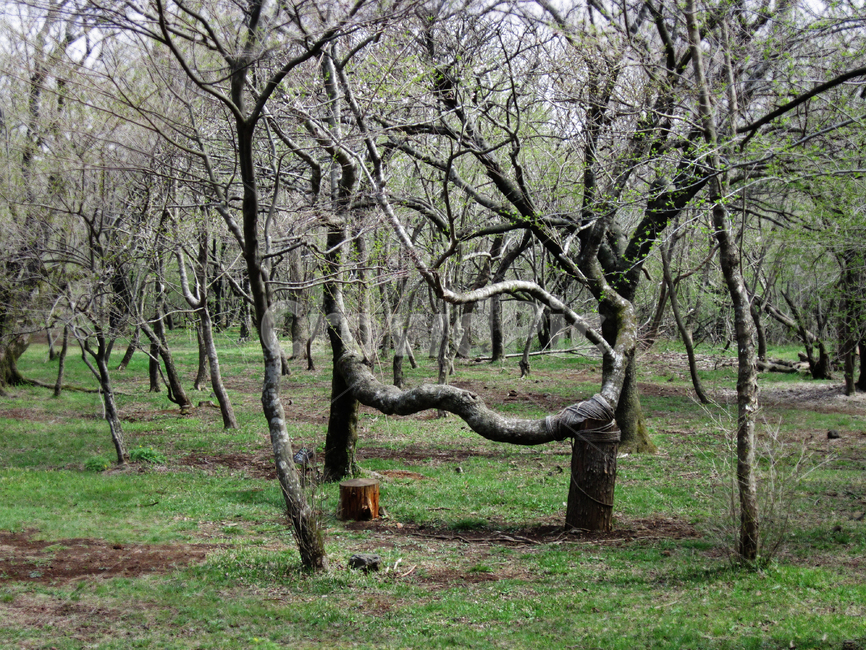 연리지,수목원,사랑나무,식물,나무,자연,풍경,nature,landscape,tree,plant,tree trunk,나무 줄기