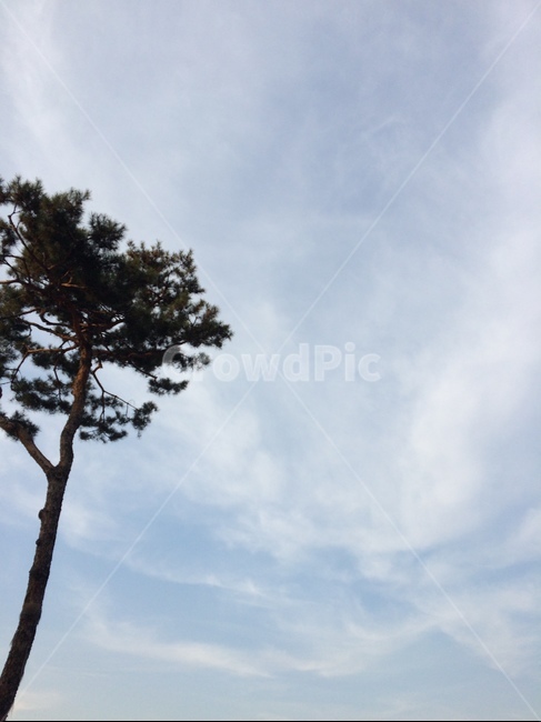 tree,나무,plant,식물,sky,하늘,구름,cloud