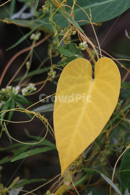 잎,단풍,노랑,하트,길가,초록,줄,줄기,가을,계절,fall,autumn,season,leaf,plant,식물