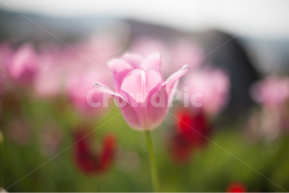 꽃,튤립,들꽃,튤립꽃,관상화,핑크튤립,분홍색튤립
