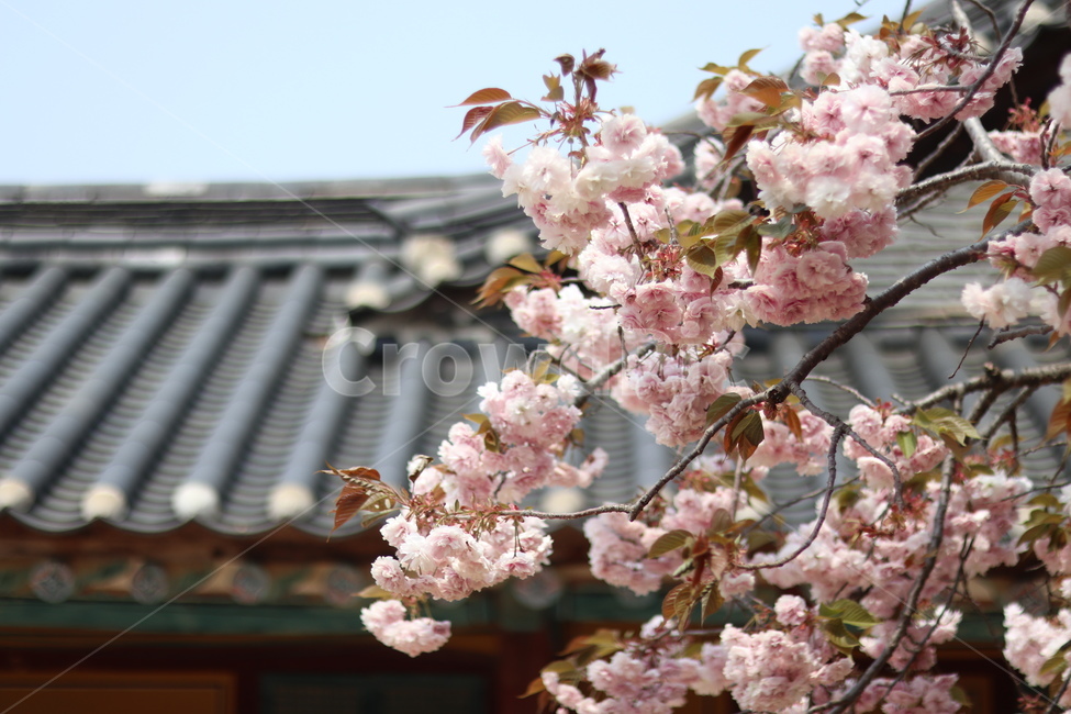 겹벚꽃,왕벚꽃,핑크,봄,풍경,봄,계절,spring,season,한국전통,한국문화,korean traditional,korean culture,식물,자연,plants,nature,꽃,flower,roof,지붕