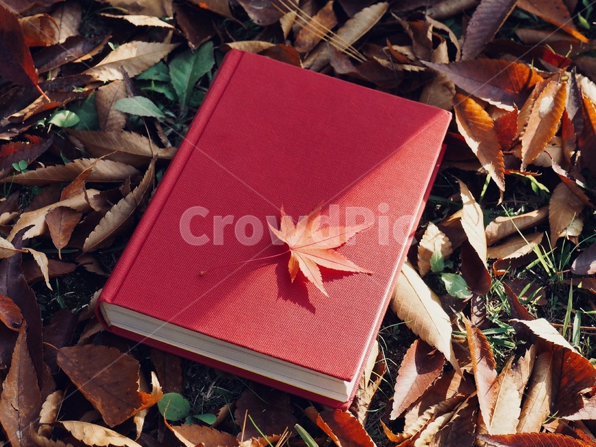 책,낙엽,단풍,잎,배경,도서,가을,빨간,자연,빨강색책,독서,book,deciduous,maple,leaf,background,books,autumn,red,nature,redbook,reading,가을,계절,fall,autumn,season,plant,식물,tree,나무