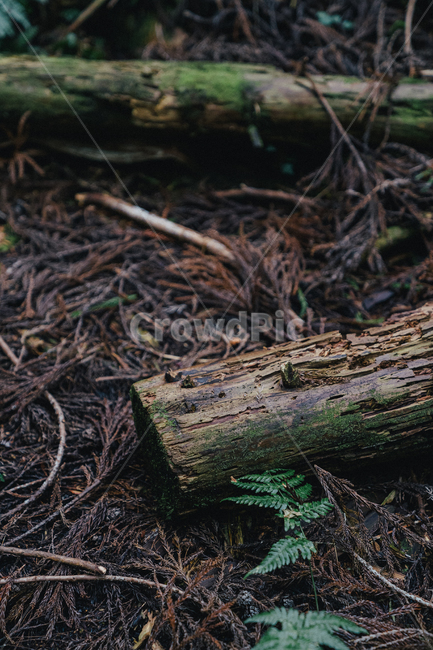 숲,나무,자연,green,plant,식물,moss,이끼,root,뿌리,tree,공원,숲길,산책,포레스트,forest
