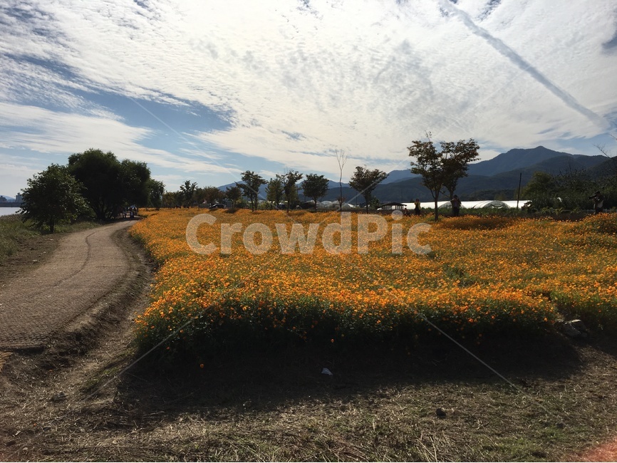 꽃,꽃밭,봄,해바라기,겨울,자연,풍경,nature,landscape,한국자연풍경,한국자연경관,korea nature landscape,식물,plants,꽃,flower,field,들,outdoors,옥외,grassland,목초지,road,도로,dirt road,흙길,gravel,자갈