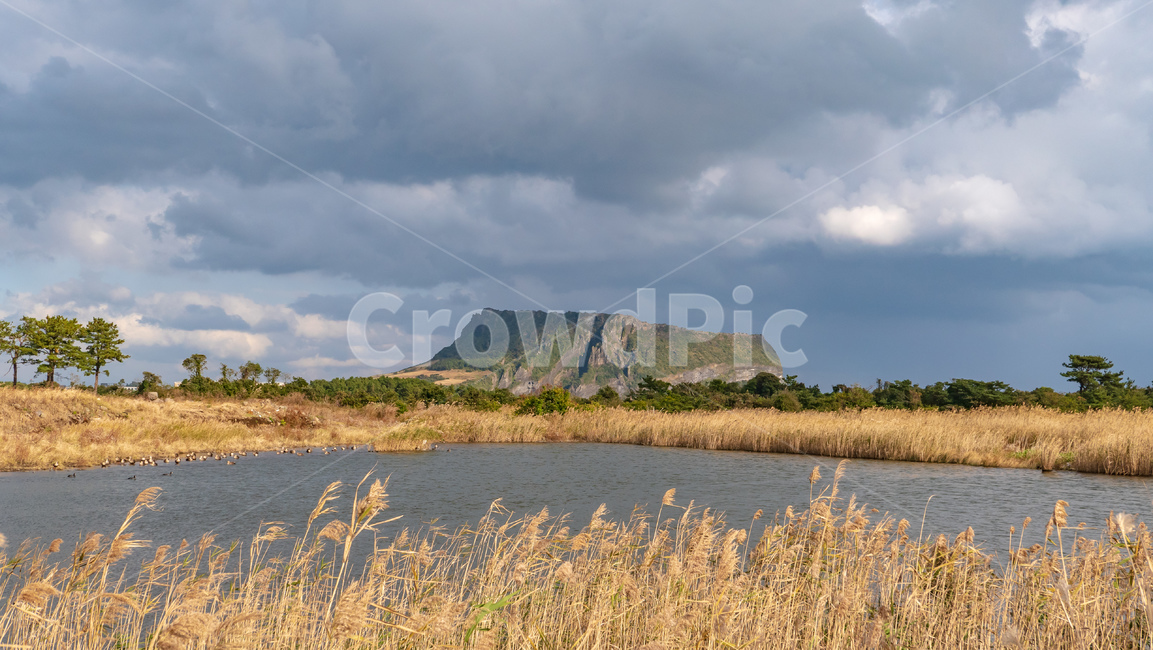 plant,식물,grass,제주,제주도,jeju,landscape,nature,자연,풍경,성산일출봉,성산,갈대,자연,풍경,nature,landscape,한국자연풍경,한국자연경관,korea nature landscape,제주도,jeju,jeju island