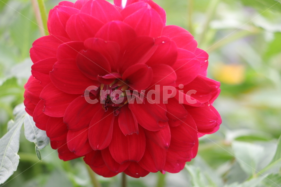 꽃,flower,식물,자연,plant,식물,자연,plants,nature,꽃,flower