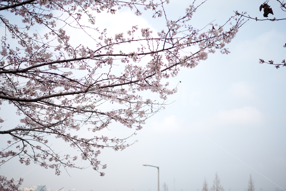 벚꽃,나무,하늘,봄,꽃,자연,꽃축제,봄꽃,벚나무,풍경,봄,계절,spring,season,plant,식물