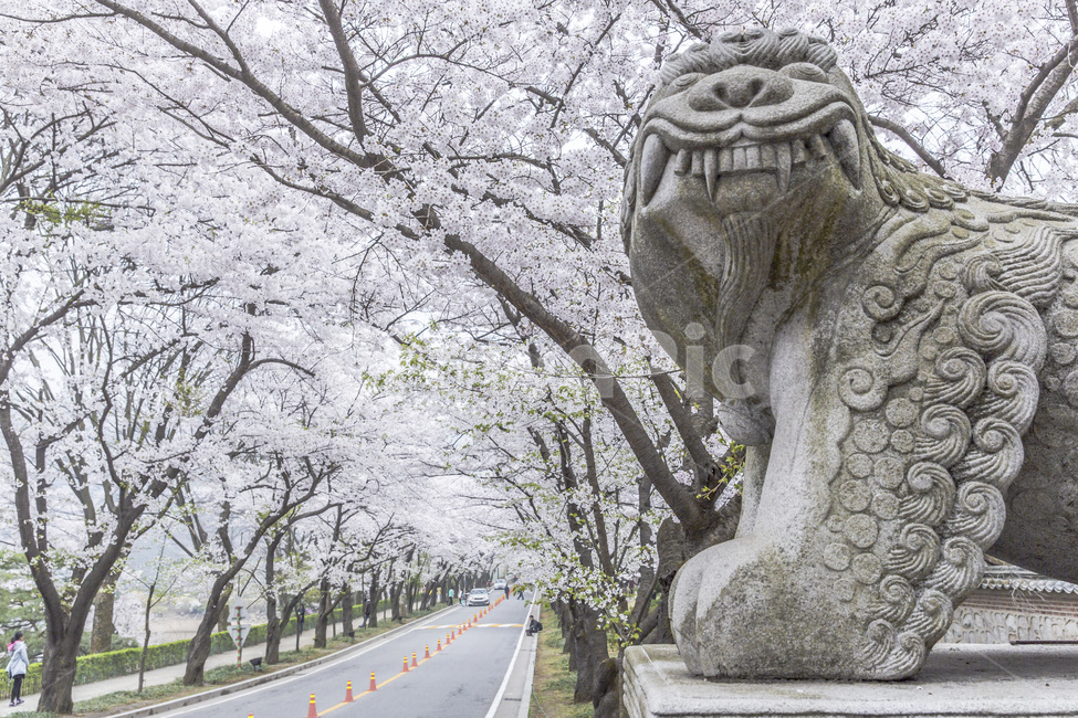 봄,해태상,조형물,석상,풍경,만개,벗꽃,봄,계절,spring,season,한국전통,한국문화,korean traditional,korean culture,조각상,동상,석상,조형물,statue,bronze statue,stone statue,plant,식물