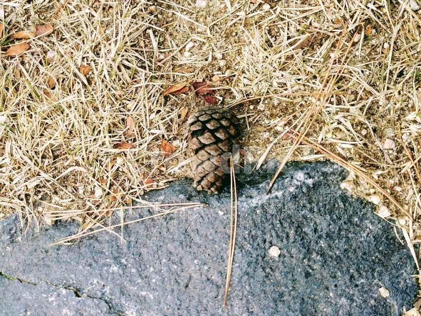 솔방울,자연,식물,cone,plants,가을,계절,fall,autumn,season,tree,나무,plant
