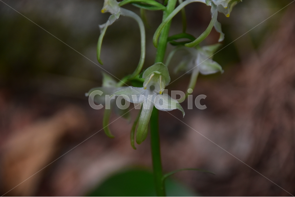 제비난초,야생화,생태,식물,자연,꽃,힐링,플라워,wildflower,flower,plants,nature,season,감성,느낌,emotion,feeling,초본,난초과,제비난초속,식물,자연,plants,nature,꽃,flower