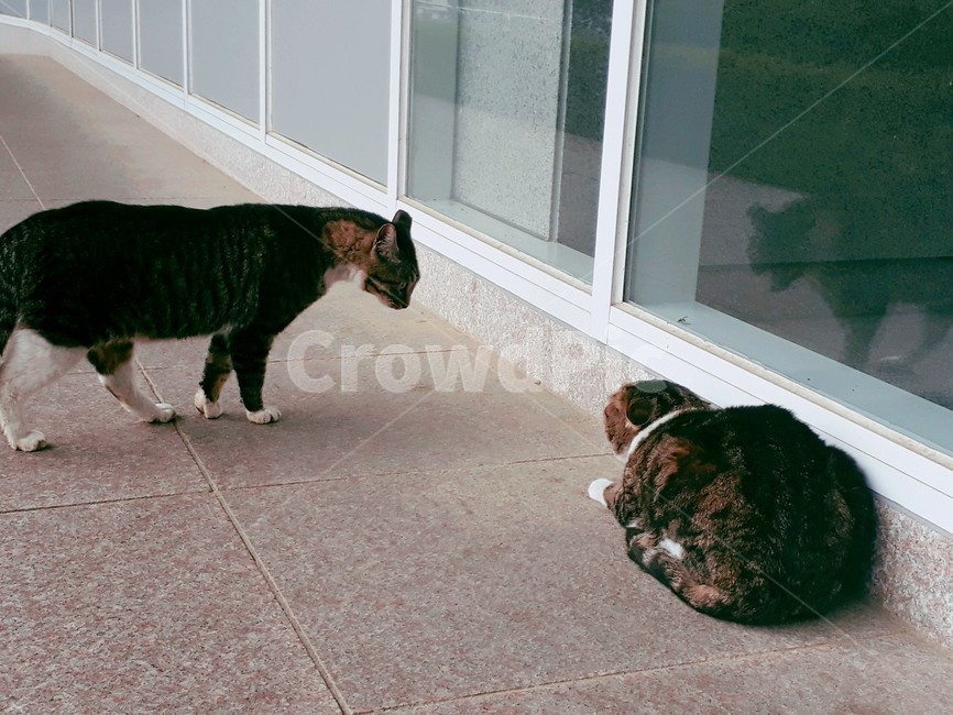 고양이,싸우는,두마리,길냥이,싸움,길고양이,전투,얼룩냥이,동물,animal,포유류,mammal,고양이,cat,kitten,kitty