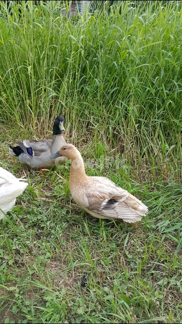 오리,동물,자연,풀밭,animal,duck,nature,grass,동물,animal,조류,새,birds