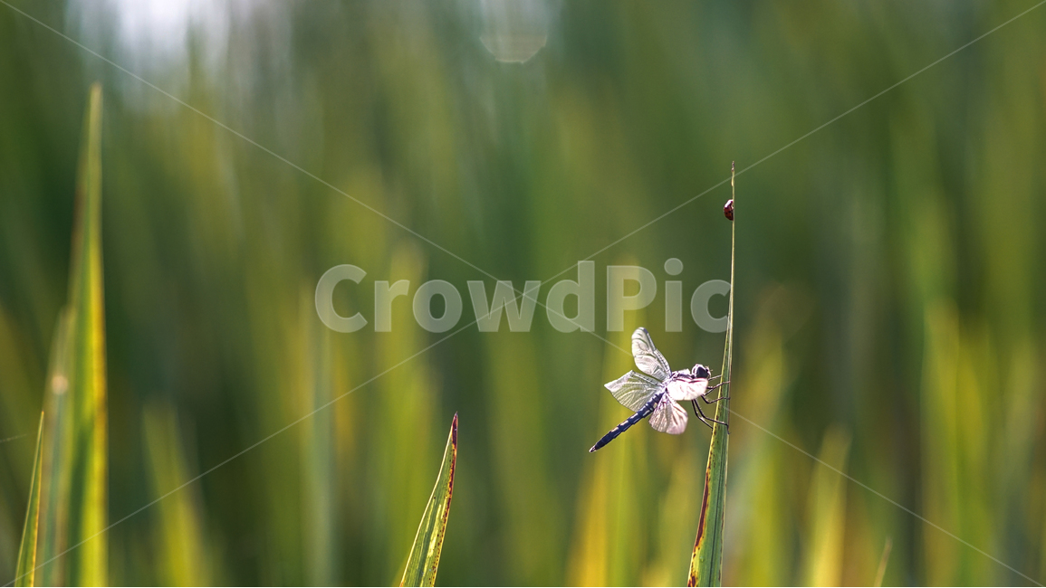 잠자리,곤충,들,풀,자연,겹눈,동물,animal,곤충,벌레,insect,bug