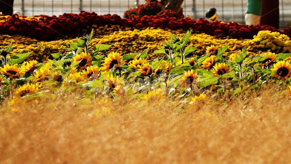 해바라기,꽃축제,식물,꽃길,자연,식물,자연,plants,nature,꽃,flower