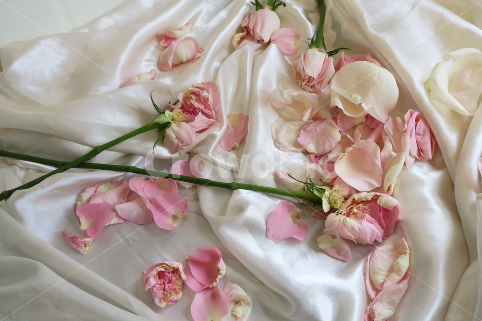 꽃,드라이플라워,flower,장미,rose,꽃잎,감성,감성사진,꽃,flower,기념일,축하,anniversary,congratulation,celebrate,celebration