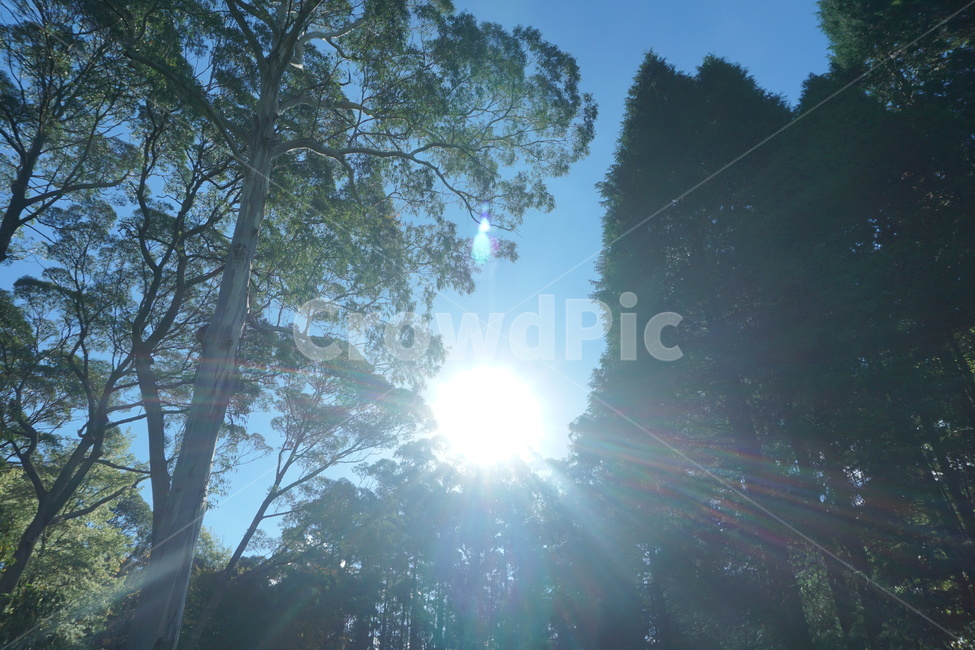 light,빛,햇빛,sunlight,자연,자연,풍경,nature,landscape