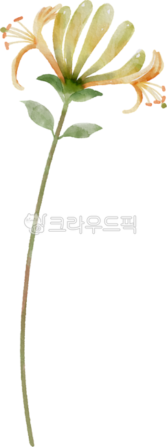 birthday,June,Decorating a diary,Indong,Tattoo,flower design,honeysuckle,nature,flower painting,birth flower,arbor day,tattoo design,floral design,flower,Dakku,watercolor,painting,flower illustration,plant illustration,plant,Watercolor