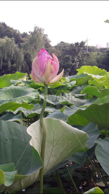 관곡지,연잎,꽃봉오리,분홍색,식물,식물,자연,plants,nature,꽃,flower