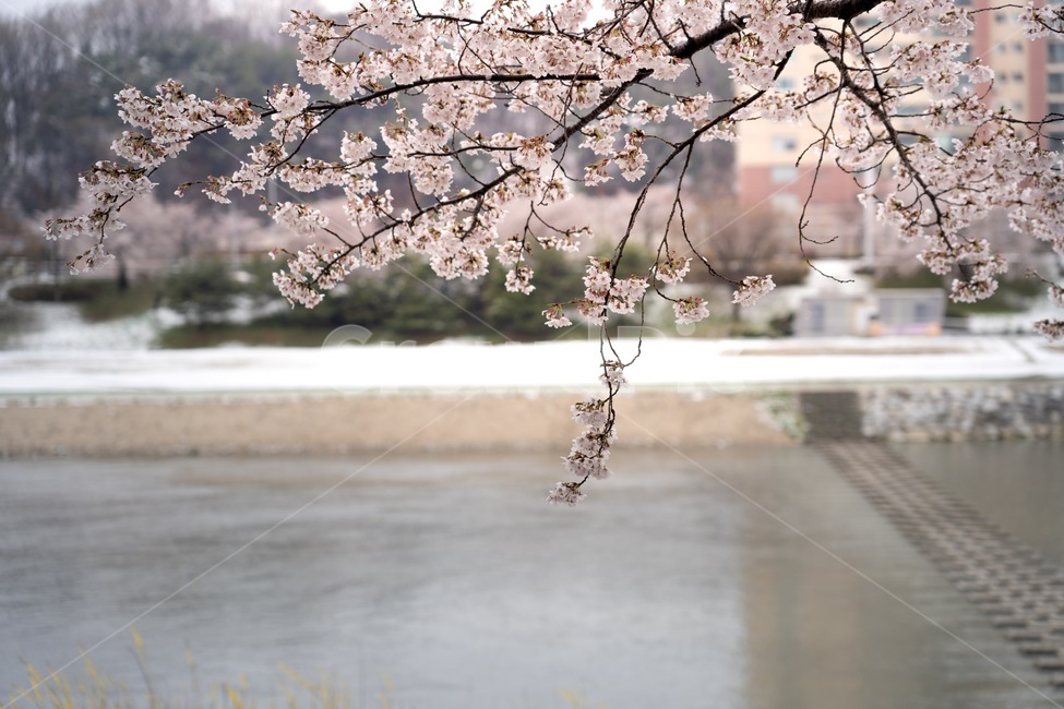 벚꽃,눈,벚꽃축제,벚꽃길,벚꽃단지,벚꽃숲,벚꽃호수,봄,계절,spring,season,plant,식물