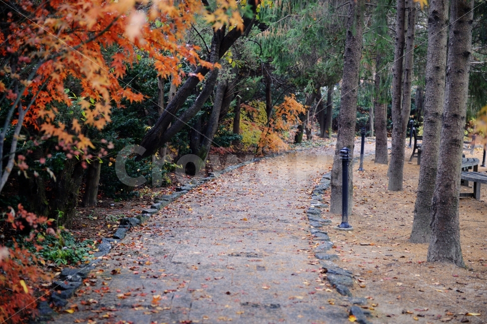 가을,계절,단풍,나무,자연,풍경,낙엽,autumnal,season,autumncolors,tree,nature,landscape,scenery,scene,view,fallenleaves,deadleaves,단풍길,숲길,오솔길,자연,풍경,nature,landscape,가을,계절,fall,autumn,season,plant,식물,leaf,잎,tree trunk,나무 줄기