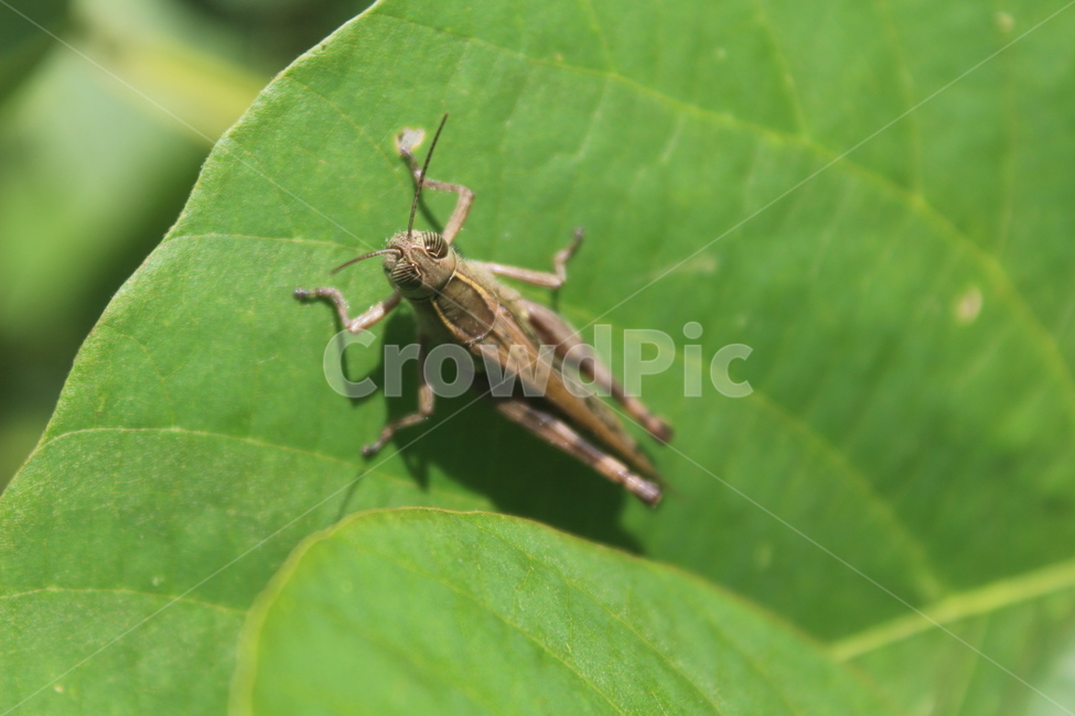 insect,곤충,동물,무척추동물,메뚜기,동물,animal,곤충,벌레,insect,bug