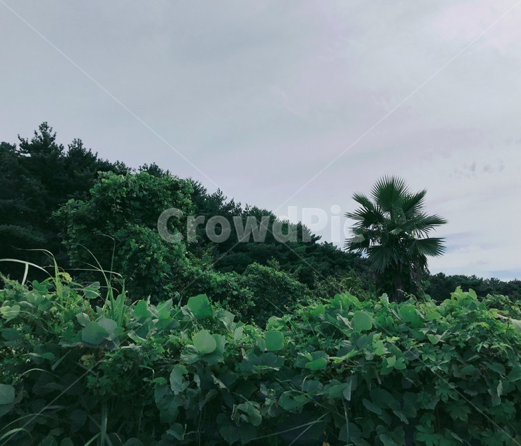 plant,식물,초목,풀,나무,초록색