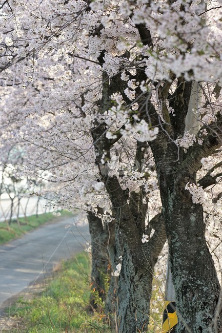 꽃,벚꽃,벚나무,봄,나무,자연,식물,초록색,nature,trees,spring,계절,흰색,flower,감성사진,sakura,season,green,가로수,길,봄,계절,spring,season,식물,자연,plants,nature,꽃,flower,plant