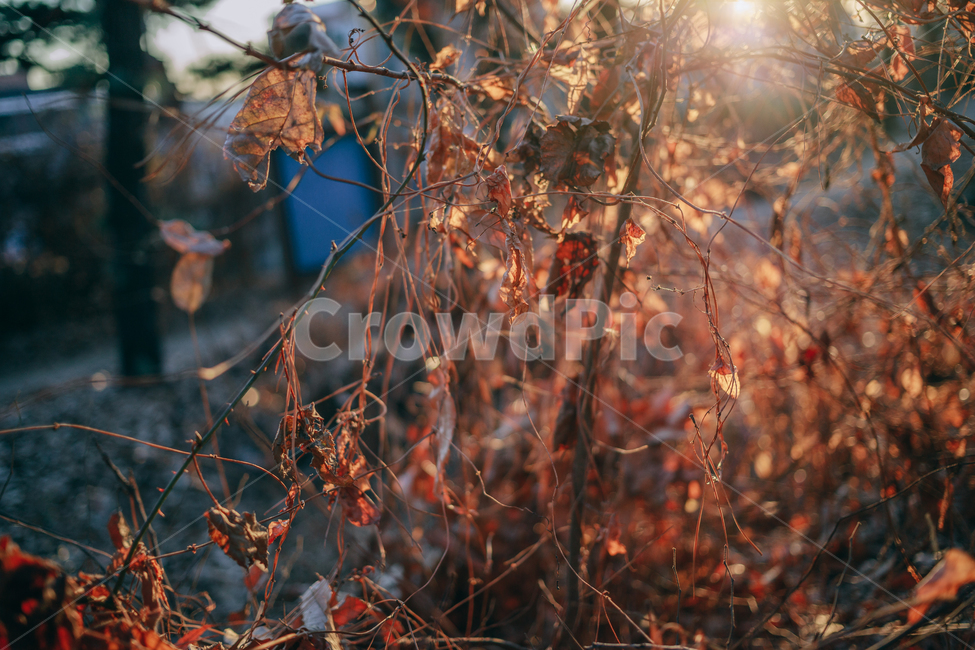 단풍,낙엽,메이플,넝쿨,겨울,계절,autumn,seasson,햇살,햇볕,빛,붉은,나뭇잎,가을