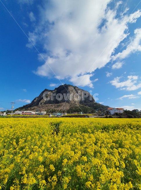 제주도,jeju,유채꽃,flowers,sky,grassland,목초지,field,들,outdoors,옥외,nature,자연,landscape,vacation,trekking,트레킹,노랑,yellow,blue,산