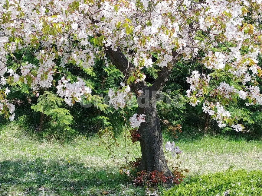 벚꽃,봄,자연,spring,나무