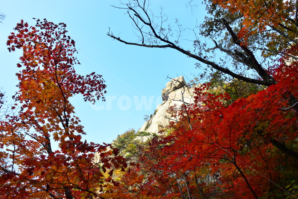 가을,단풍,자연,풍경,북한산,잎,단풍잎,붉은,나무,계절,계곡,숲,힐링,plant,fall,autumn,season,forestnature,landscape,한국자연풍경,한국자연경관,korea,tree,maple,leaf,가을,계절,fall,autumn,season,자연,풍경,nature,landscape,식물,plants,나무,trees,wood